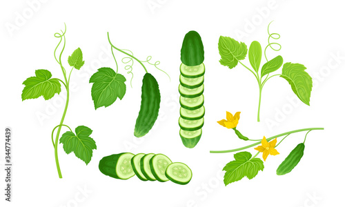 Cucumber Crop with Sliced Elements and Leaves Vector Set. Agricultural Organic Plant Growing Concept