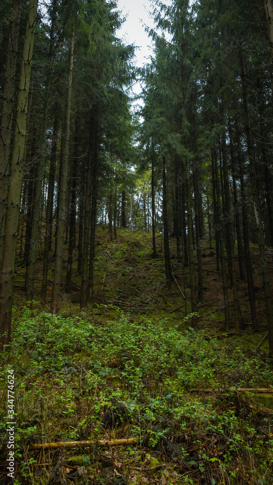 Naklejka premium Forest during spring in Denmark