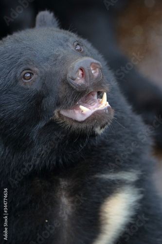 熊　（ツキノワグマ）