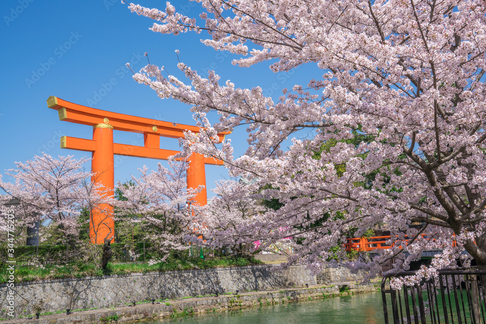 京都　平安神宮の大鳥居と桜