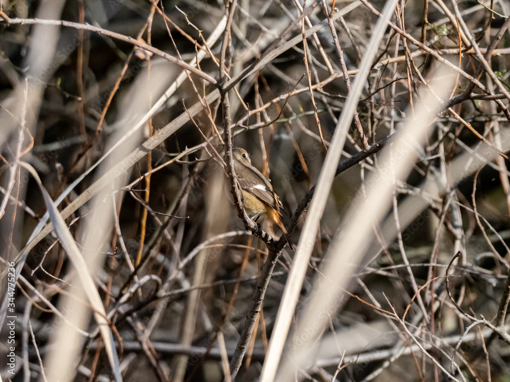 Female Daurian Redstart in wetland reeds 5 Female Daurian Redstart in wetland reeds 5