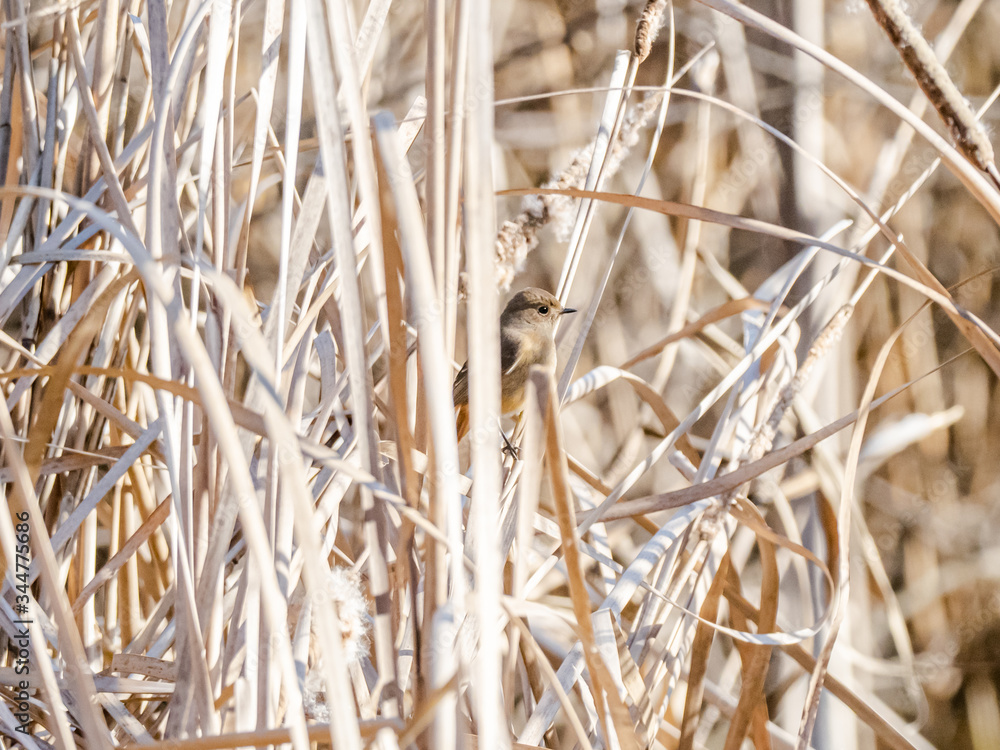 Fototapeta premium Female Daurian Redstart in wetland reeds 11
