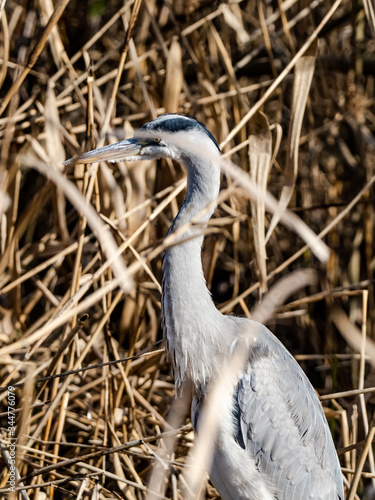 Japanese gray heron wading in reeds 3