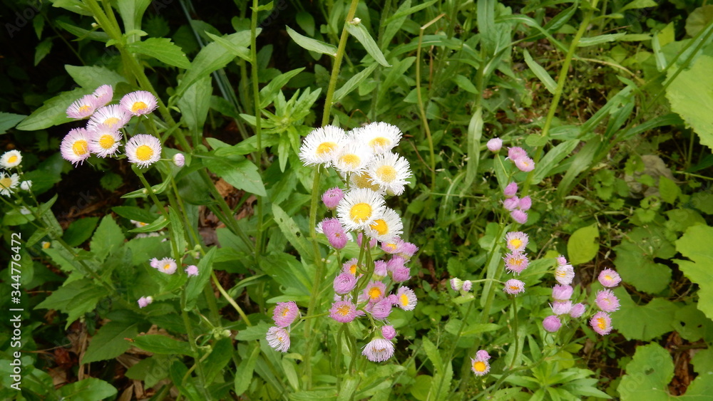 花 花