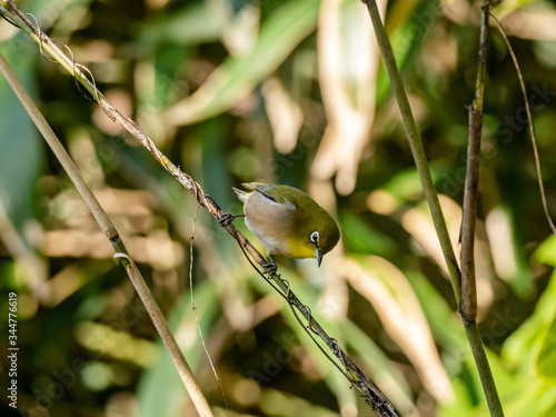 Japanese white-eye perched on a twig 1