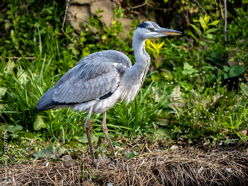 A Japanese gray heron fishing beside a pond 3