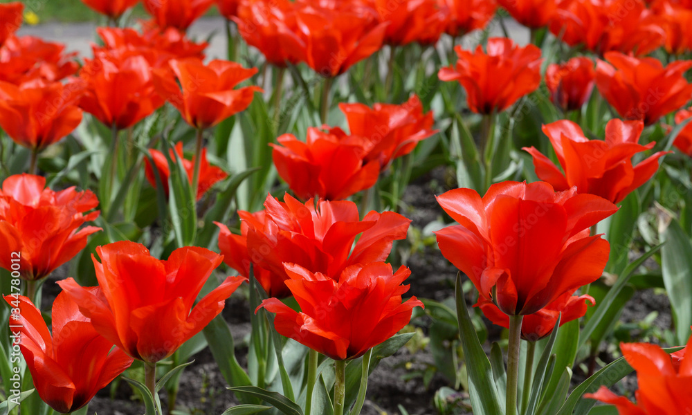Scarlet tulips