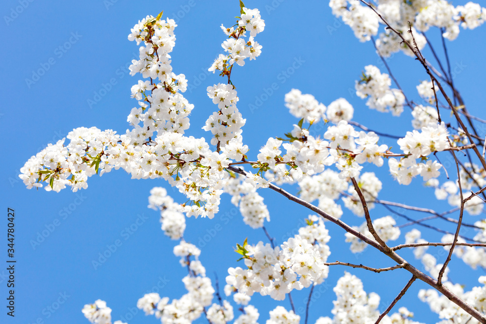 Snow-white flowering apple trees against a blue sky.