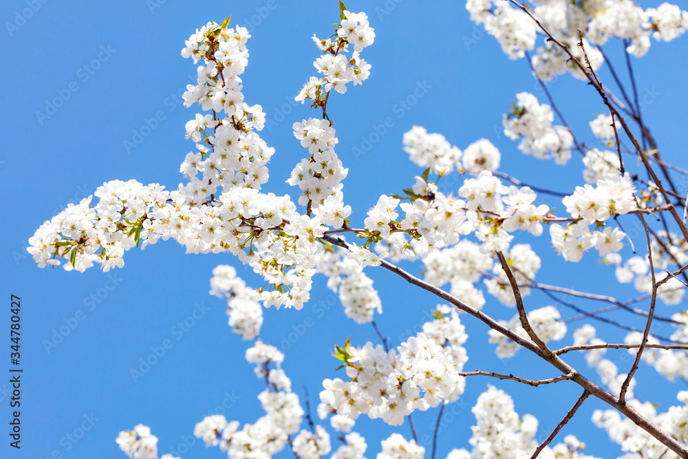 Snow-white flowering apple trees against a blue sky. Snow-white flowering apple trees against a blue sky.