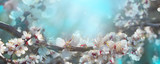 Spring banner, branches of blossoming cherry against background of blue sky. Sakura flowers, dreamy romantic image spring, landscape panorama, copy space.