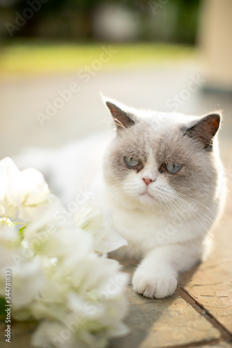 Foto fluffy white cat with white flower