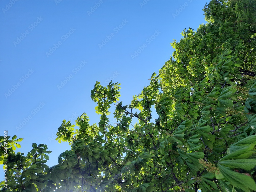 green leaves against blue sky