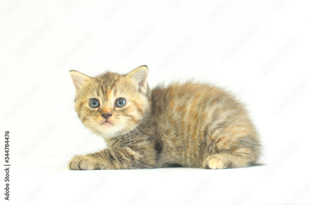 Cute kitten, cat with white background. 