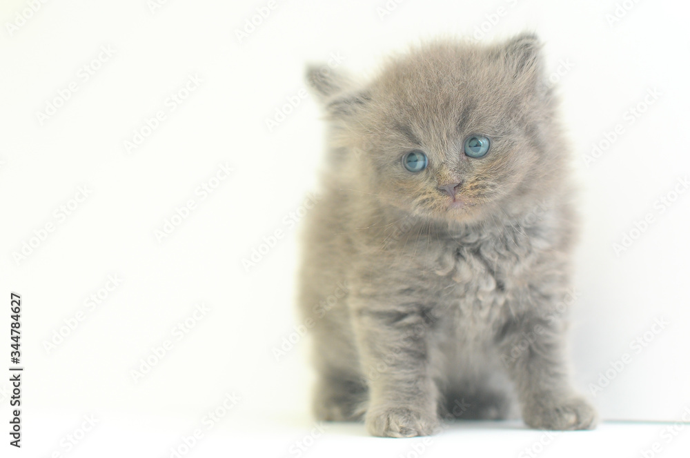 The British Short Hair kitten with white background, full body cat. Cute.