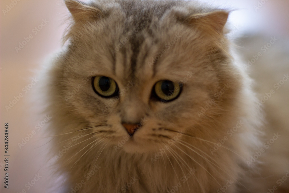 
White Persian cat looks into the distance