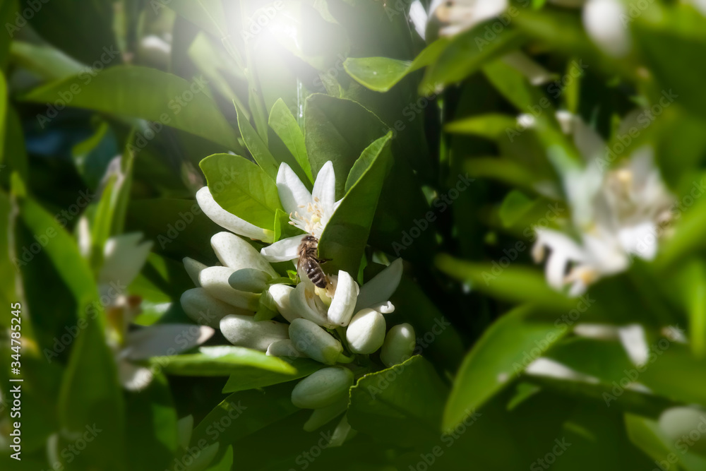Obraz premium Bee on Orange Flowers