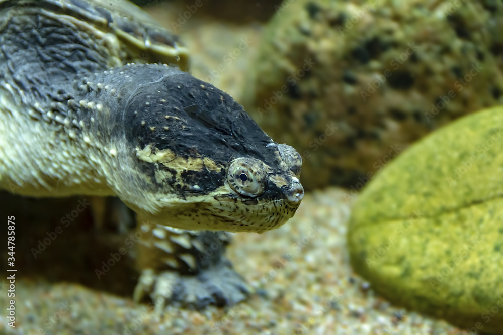 Fototapeta premium head of a cayman tortoise crawling along the shore between the stones