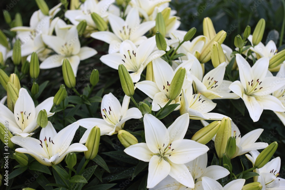 Fototapeta premium Growing white lilies