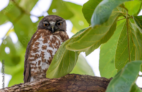 Brown hawk-owl (Ninox scutulata) also known as The Brown Boobook perched on branch in the jungle of Thailand, Predator bird. photo