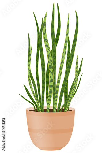 Indoor plant with long thin leaves. A flower pot with a flower for a balcony. Isolated on a white. For botanical design.