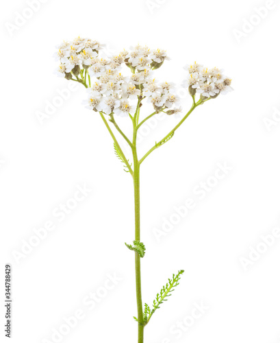  Yarrow  Achillea millefolium  flower isolated on white background.