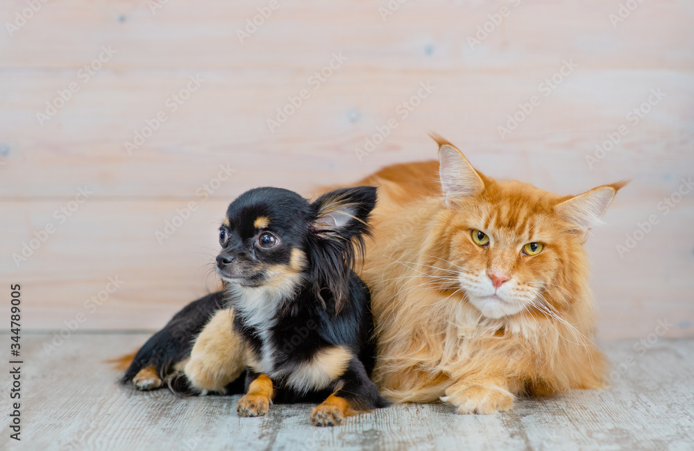 Obraz premium A huge Maine Coon cat hugs a small chihuahua dog