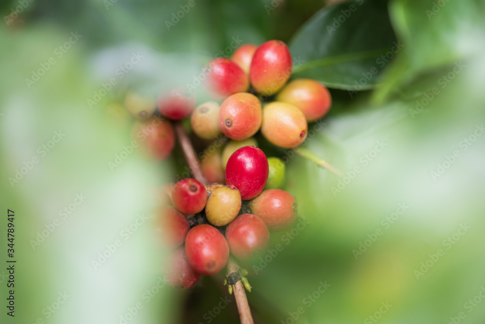 Fresh coffee beans on tree branches