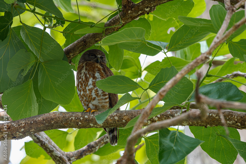 Brown hawk-owl (Ninox scutulata) also known as The Brown Boobook perched on branch in the jungle of Thailand, Predator bird.