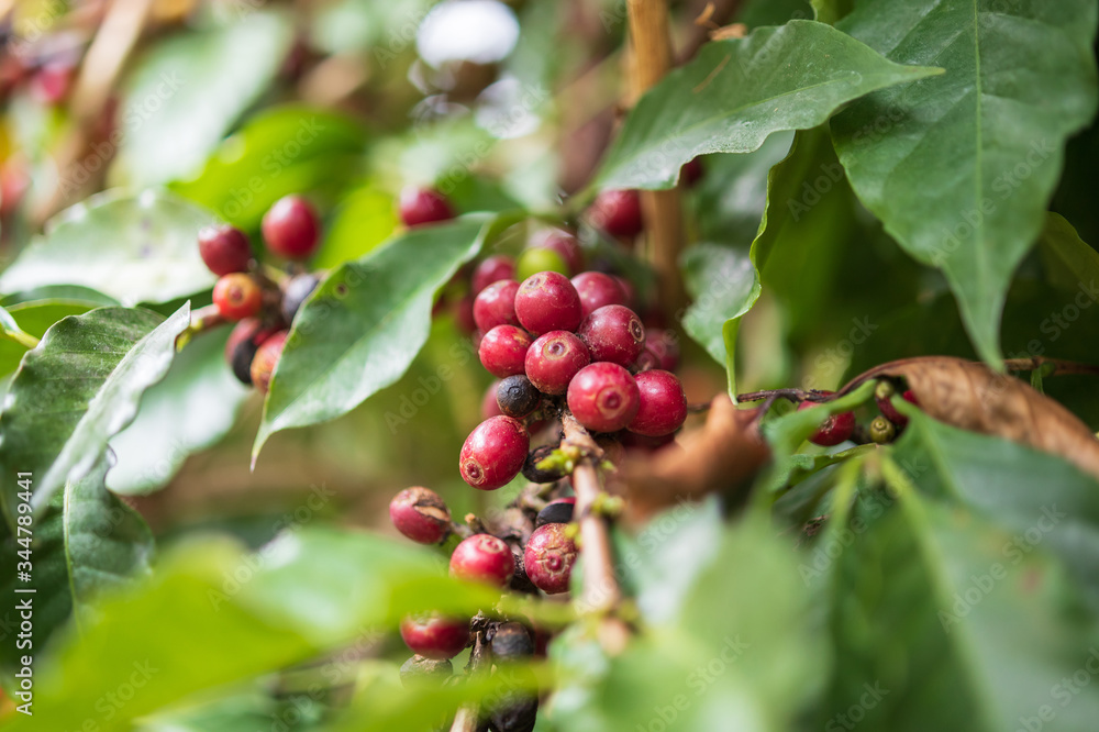 Fresh coffee beans on tree branches Fresh coffee beans on tree branches