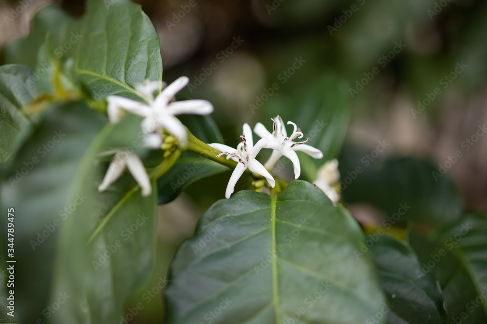White flower in coffee tree close up White flower in coffee tree close up