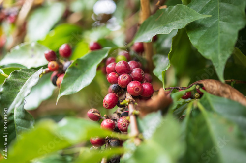 Fresh coffee beans on tree branches