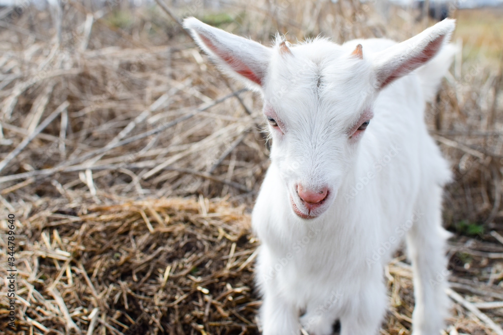 Obraz premium white goat on a farm