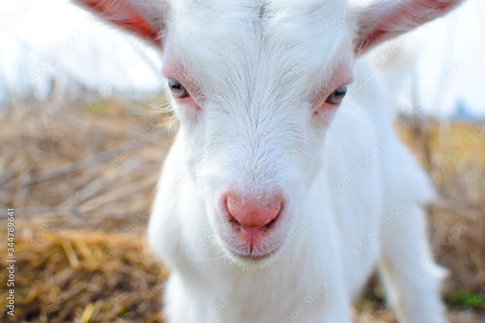 Obraz premium portrait of a white goat