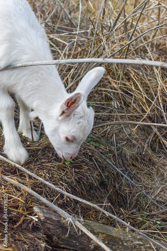 baby goat in the farm