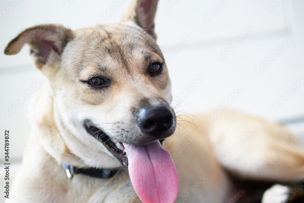 Close-up of the face of a balinese dog showing his tongue Close-up of the face of a balinese dog showing his tongue