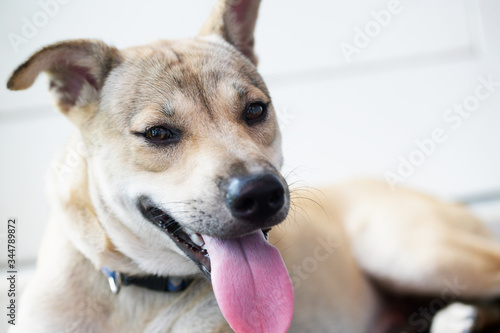 Close-up of the face of a balinese dog showing his tongue