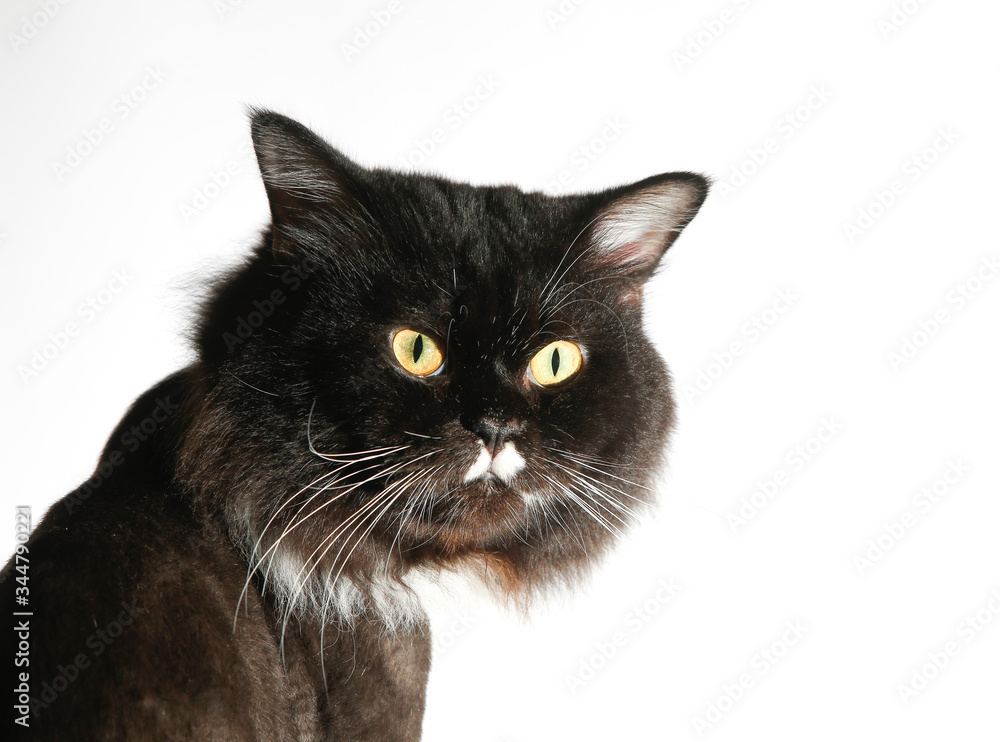  Black Persian cat On white background.
