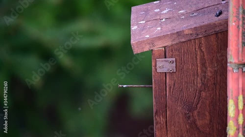 Starling sitting in the nesting box and watch, spring, (sturmus vulgaris), germany photo