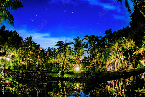 A night scene in the jungle with palm trees lit up