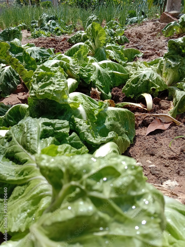 Naklejka premium Organic green vegetables withered in the garden