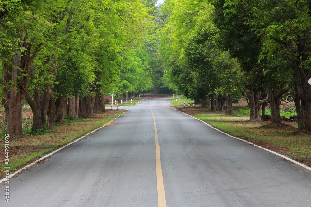 Fototapeta premium droga w lesie