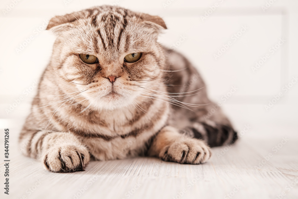 Cat, Scottish Fold is depressed, she is lying on the floor with a thoughtful, sad look. Close-up.