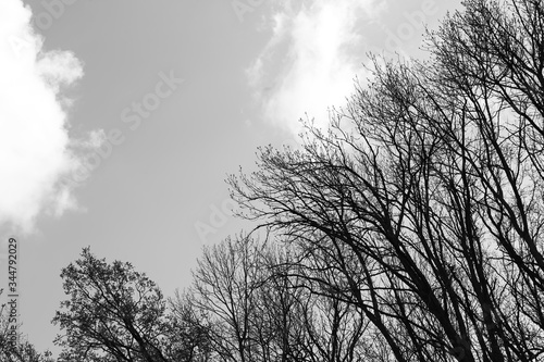 tree branches against the sky