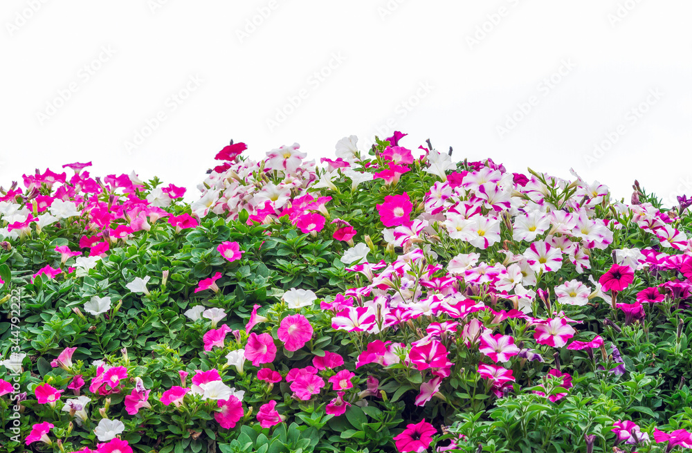 Group of colorful petunia flowers blossom in flower pot in garden on white background