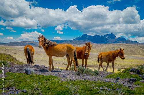 Wild Horses in the Cotopaxi National Park  in Ecuador