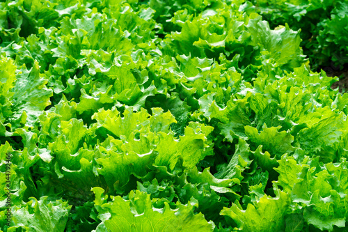Close up of fresh green iceberg lettuce growth in vegetable garden