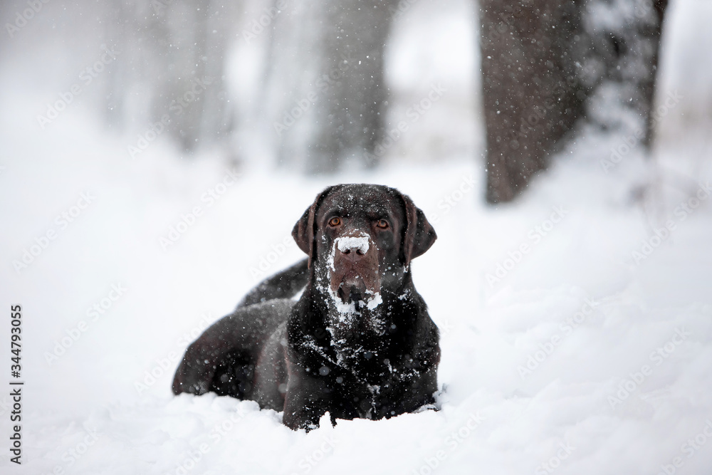 Beautiful dog breed Labrador Retriever in a snowy forest