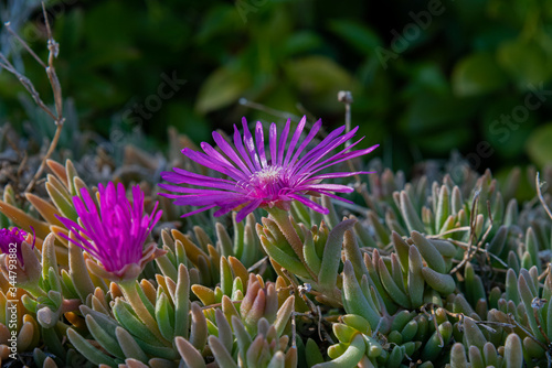 Mesembriatemo.  The mesembriantemo is a small succulent plant that forms compact or hanging bearings and, during flowering, covered with bright colors. photo