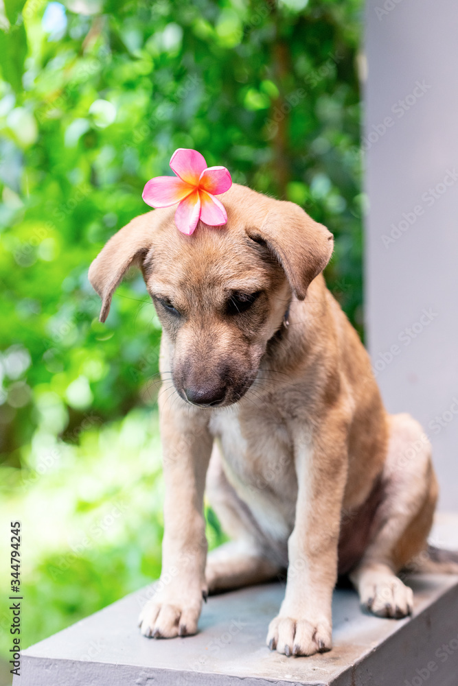 Close-up of a brown puppy with a pink plumeria flower on its head in soft focus against a green leafy background