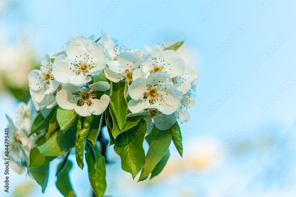 Wild Pear tree blossom. Horizontal banner with white flowers on cyan color blurred sky backdrop with bokeh lights. Nature spring fresh background of blooming fruit branch. Copy space for greeting card Wild Pear tree blossom. Horizontal banner with white flowers on cyan color blurred sky backdrop with bokeh lights. Nature spring fresh background of blooming fruit branch. Copy space for greeting card